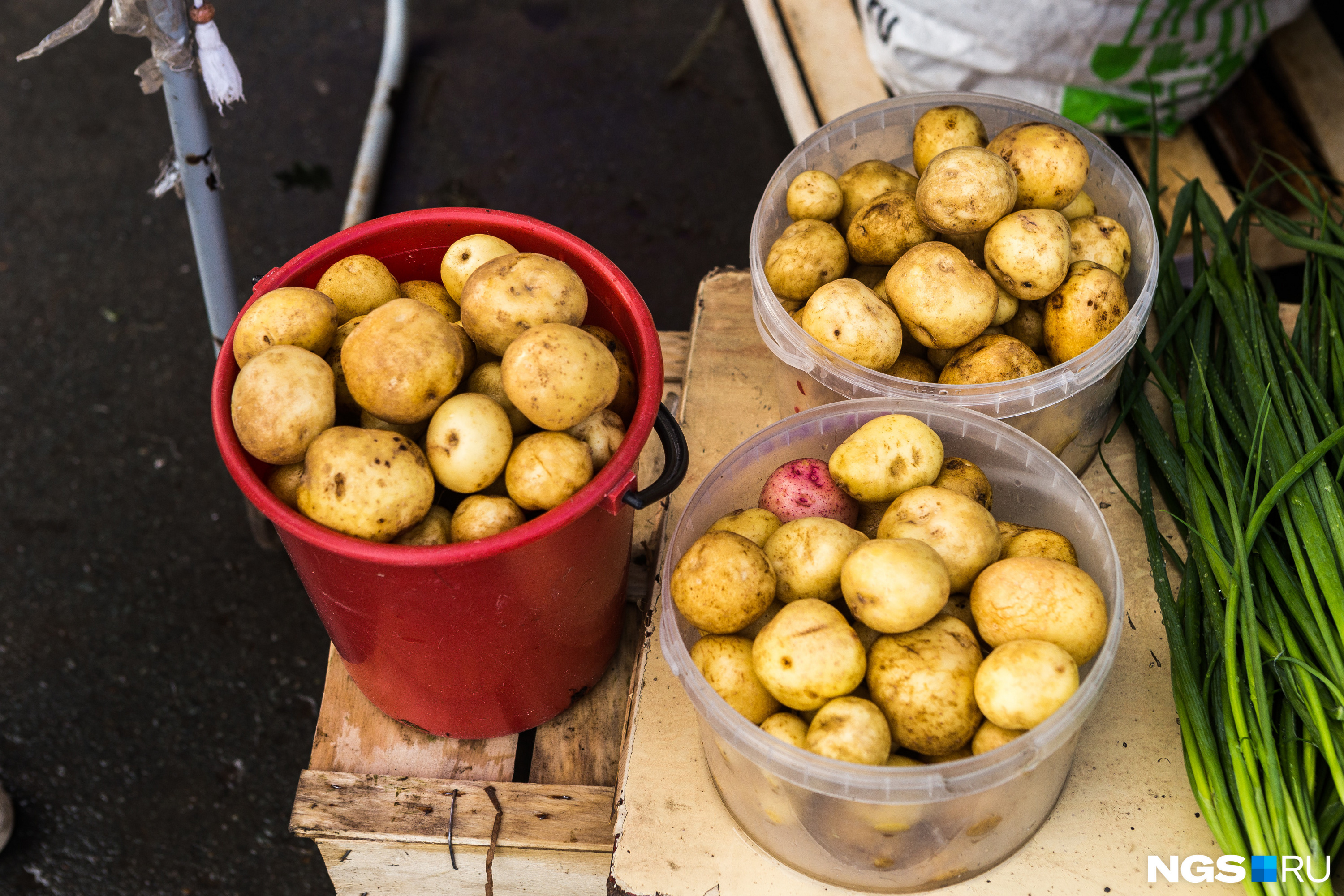 Какой сорт картофеля самый вкусный, ранние сорта картофеля, как сажатькартошку, апрель-май 2022 года - 16 апреля 2022 - НГС