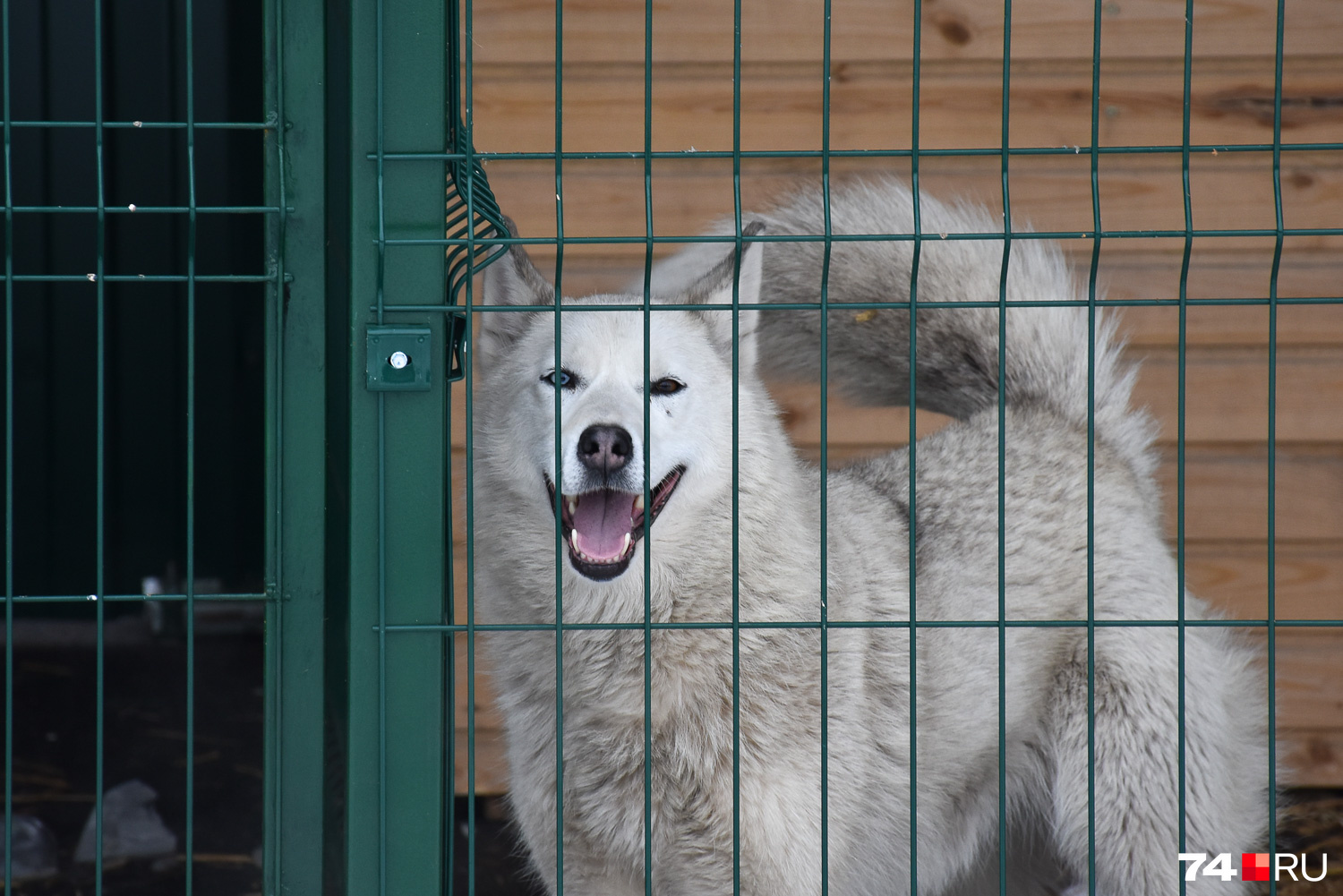 Этот улыбчивый пес с разными глазами похож на хаски, но ветеринары говорят — помесь