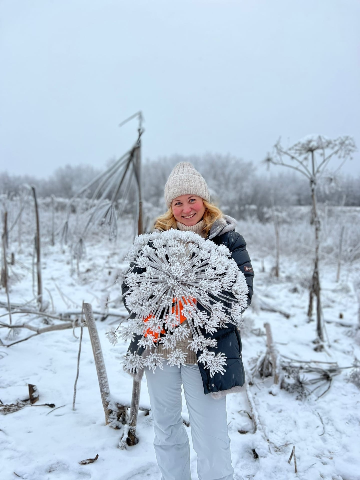 Корова ест борщевик