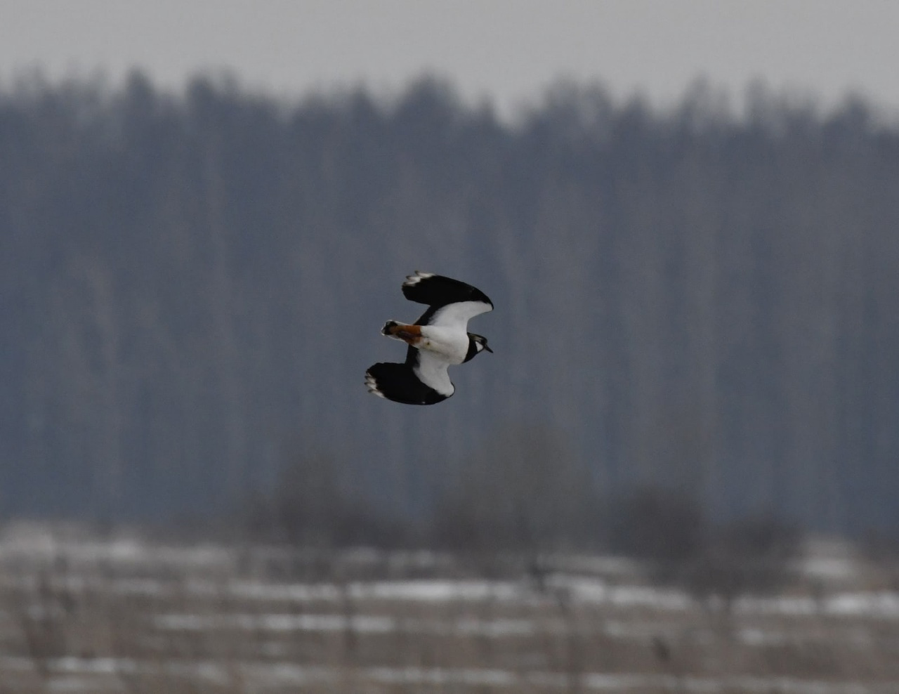 птицы санкт петербурга и ленинградской области