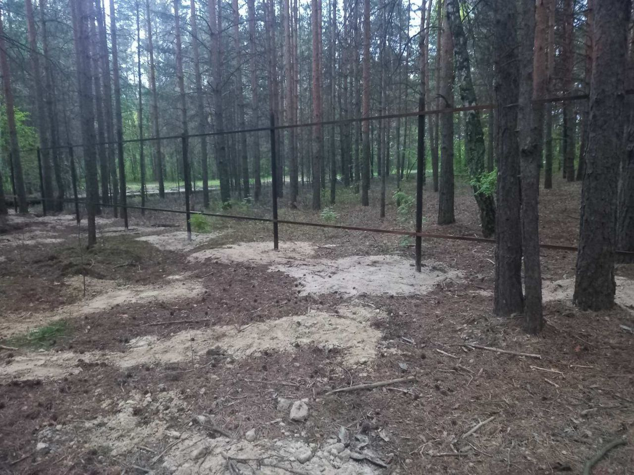 Забор на одном из земельных участков в лесу