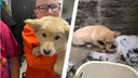 «Он несколько дней провел за решеткой»: в Новосибирске четвероклассник спас щенка