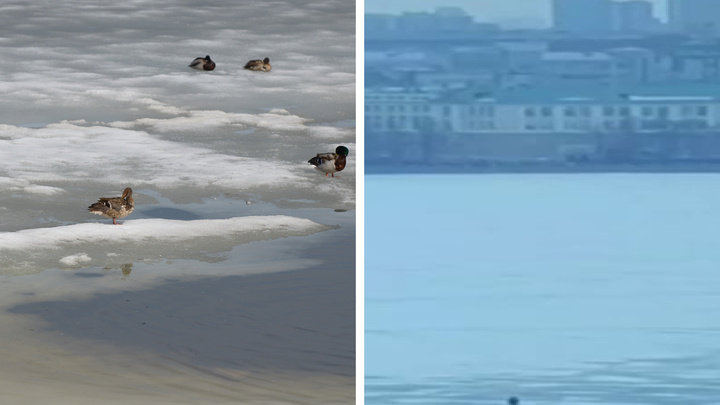 Люди как утки: переправу закрыли, но екатеринбуржцы всё равно переходят Городской пруд по полурастаявшему льду