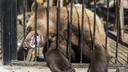 «Поймал на лету голубя и съел». Какие отзывы на животных Новосибирского зоопарка оставляют посетители