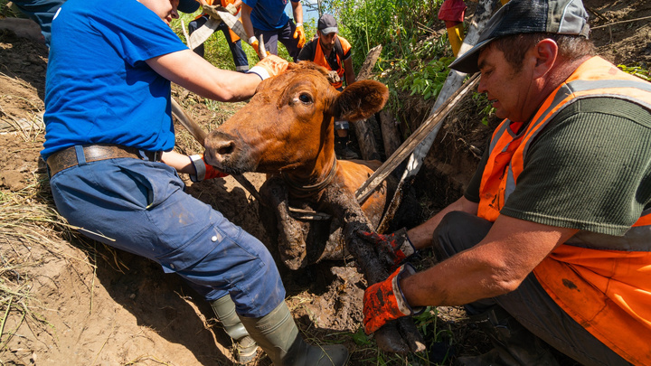 СвЖД: хозяину коровы Зорьки, которая провалилась в ливневку около железной дороги на Гайве, грозит штраф