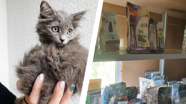 «Рискуют остаться без еды!»: екатеринбургский приют для кошек бьет тревогу из-за отсутствия корма