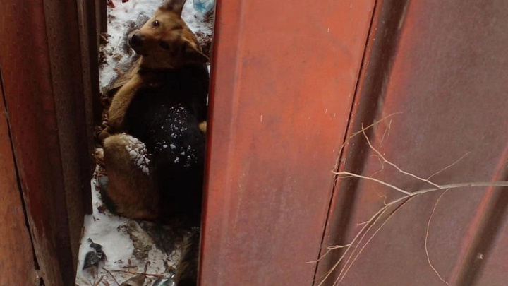 Зооволонтеры спасли застрявшую между гаражами собаку