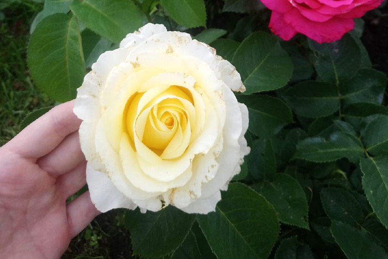 Как посадить розу, как обрезать розы, лучшие сорта роз с фото и названиями,как посадить розу из букета, как вырастить розу из букета - 8 мая 2022 -74.ru