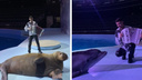 В Новосибирском океанариуме морж и дельфины станцевали и спели под гармонь — очень позитивное видео