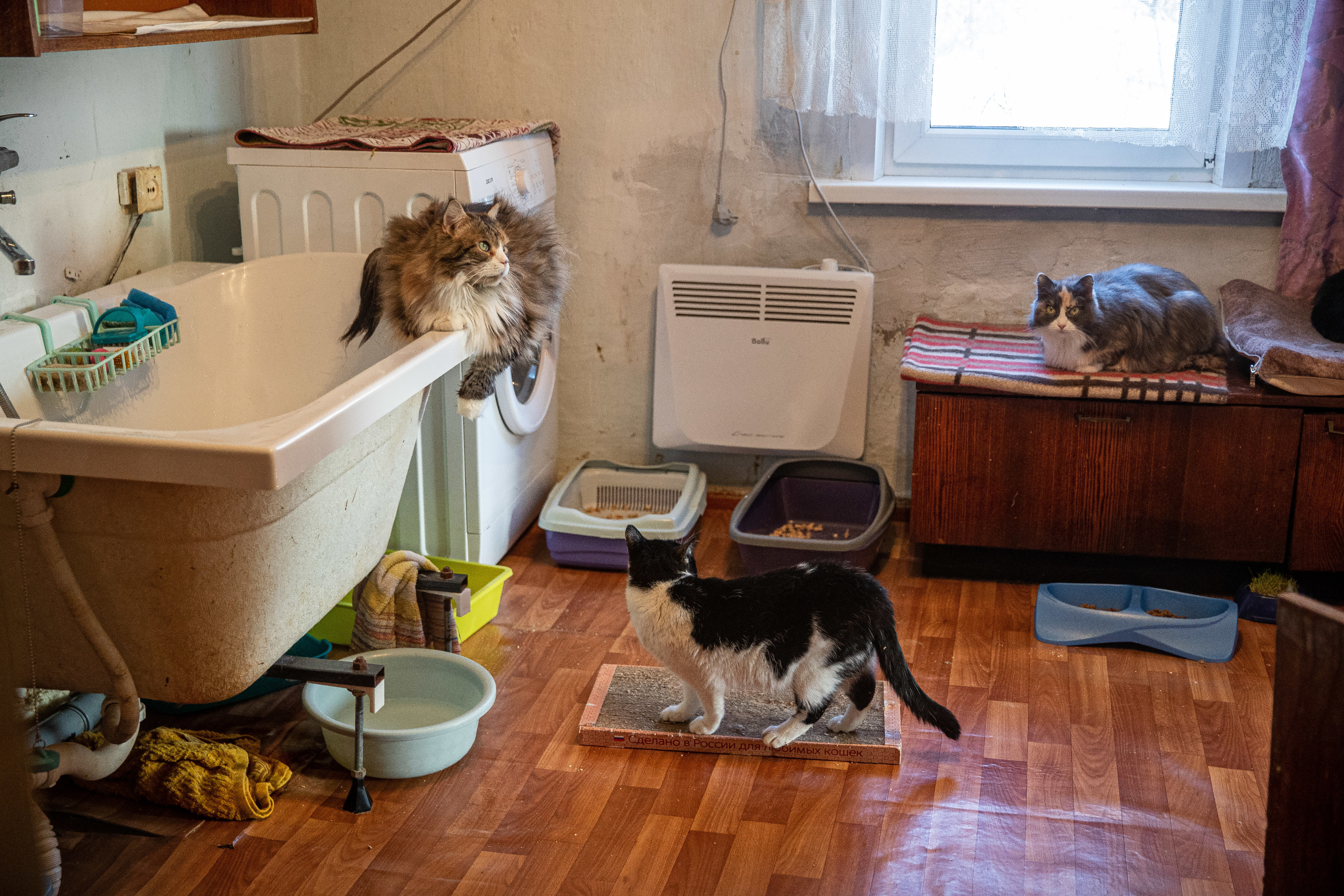 Психолог приютила дома 108 кошек. Приют для кошек 2022 года - 29 января  2022 - 68.ru