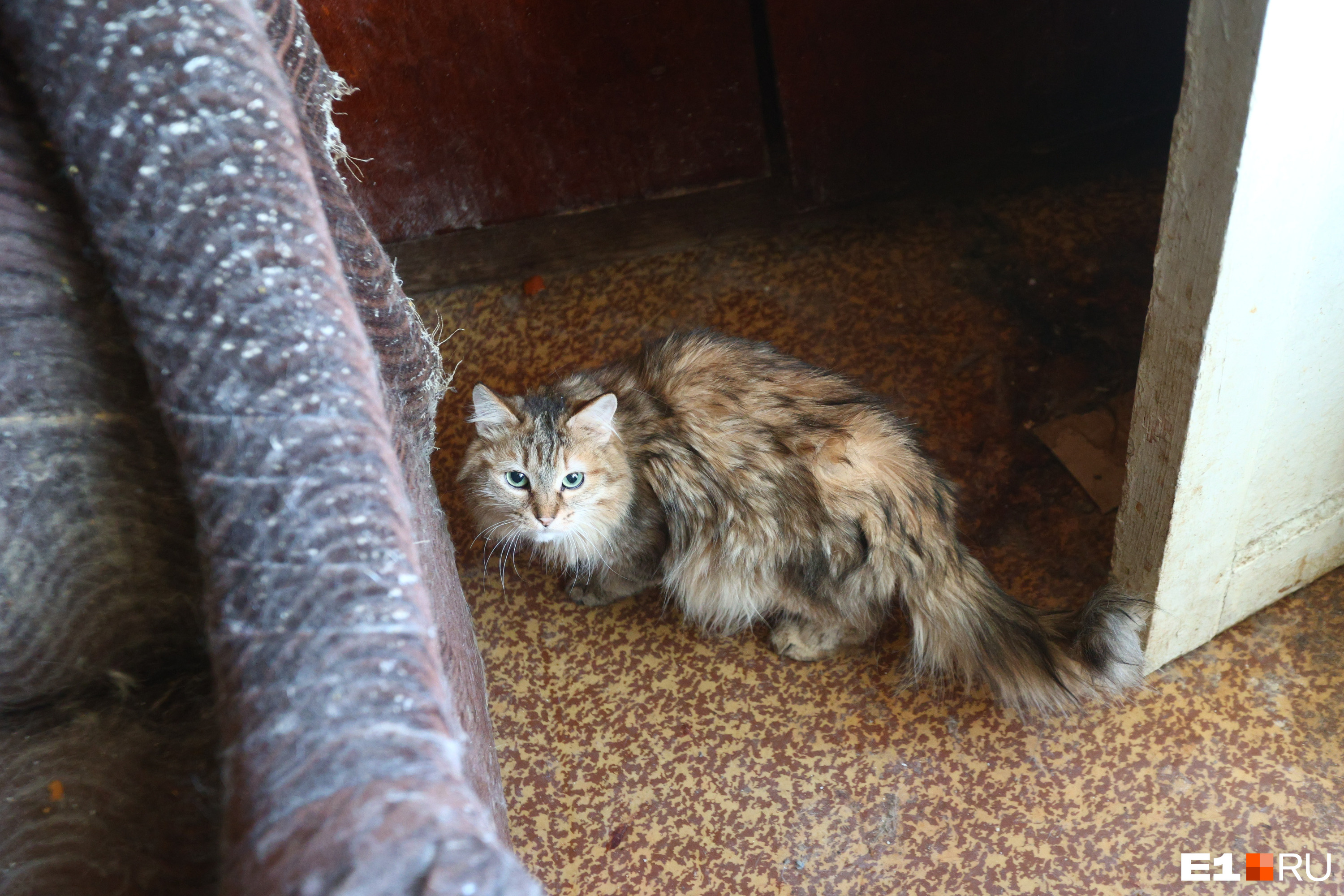 «Всё лицо ей исцарапали». В Екатеринбурге спасают кошек, оставшихся в закрытой квартире с телом хозяйки