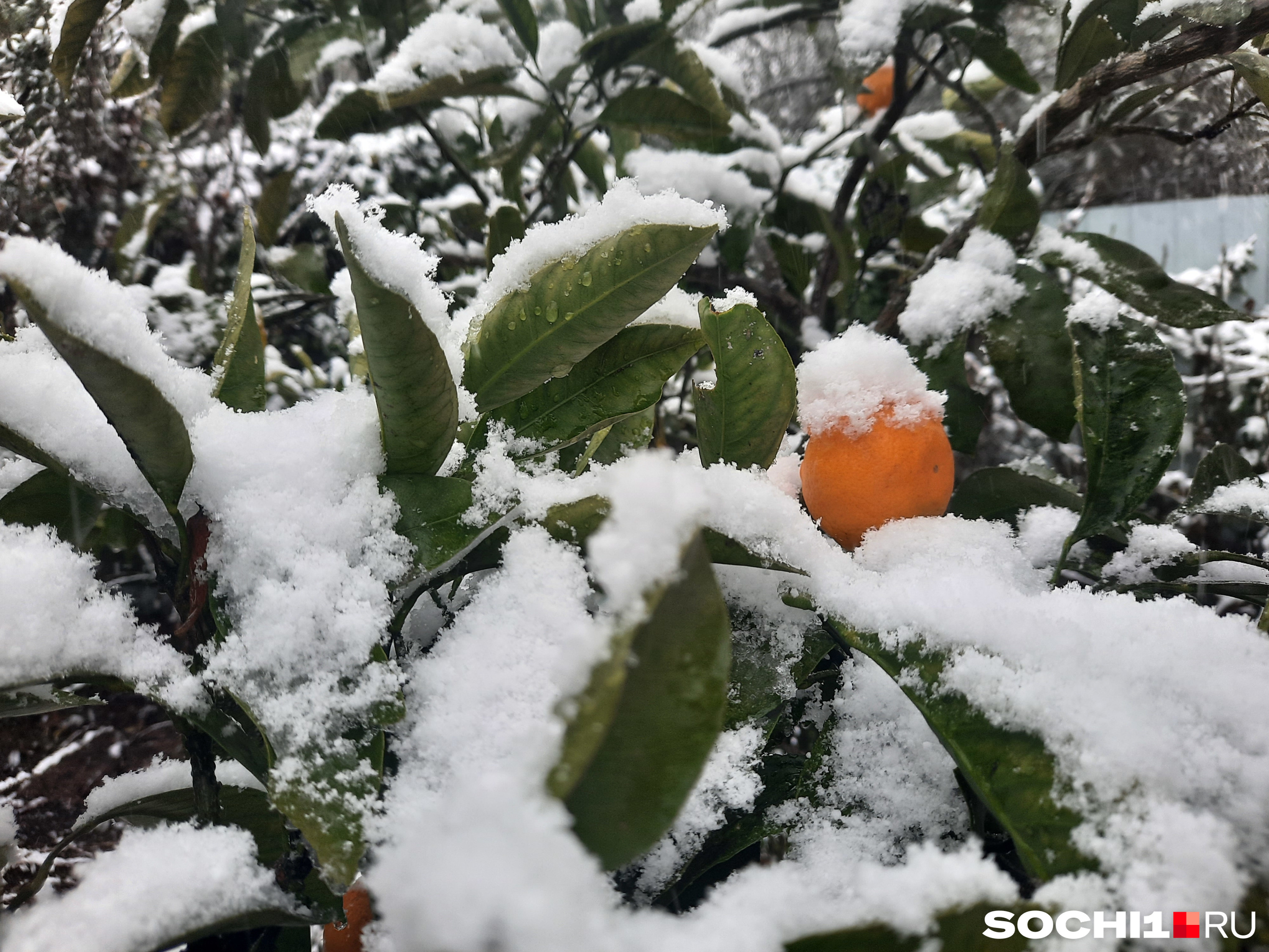 В Сочи холоднее, чем в Абхазии, цитрусы растут только в Адлерском районе
