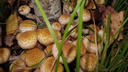 Чей гриб круче: новосибирцы хвастаются белыми грибами и опятами — <nobr class="_">11 фото</nobr> (есть даже целый кузов)