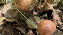 После дождичка: зауральцы делятся в соцсетях фотографиями первых грибов