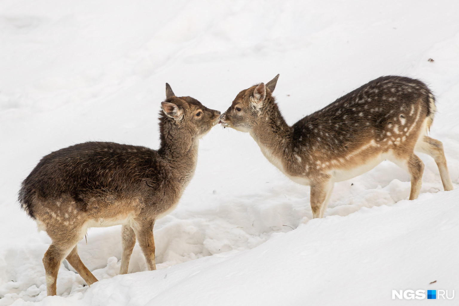 Маленькие пятнистые олени приветствуют друг друга