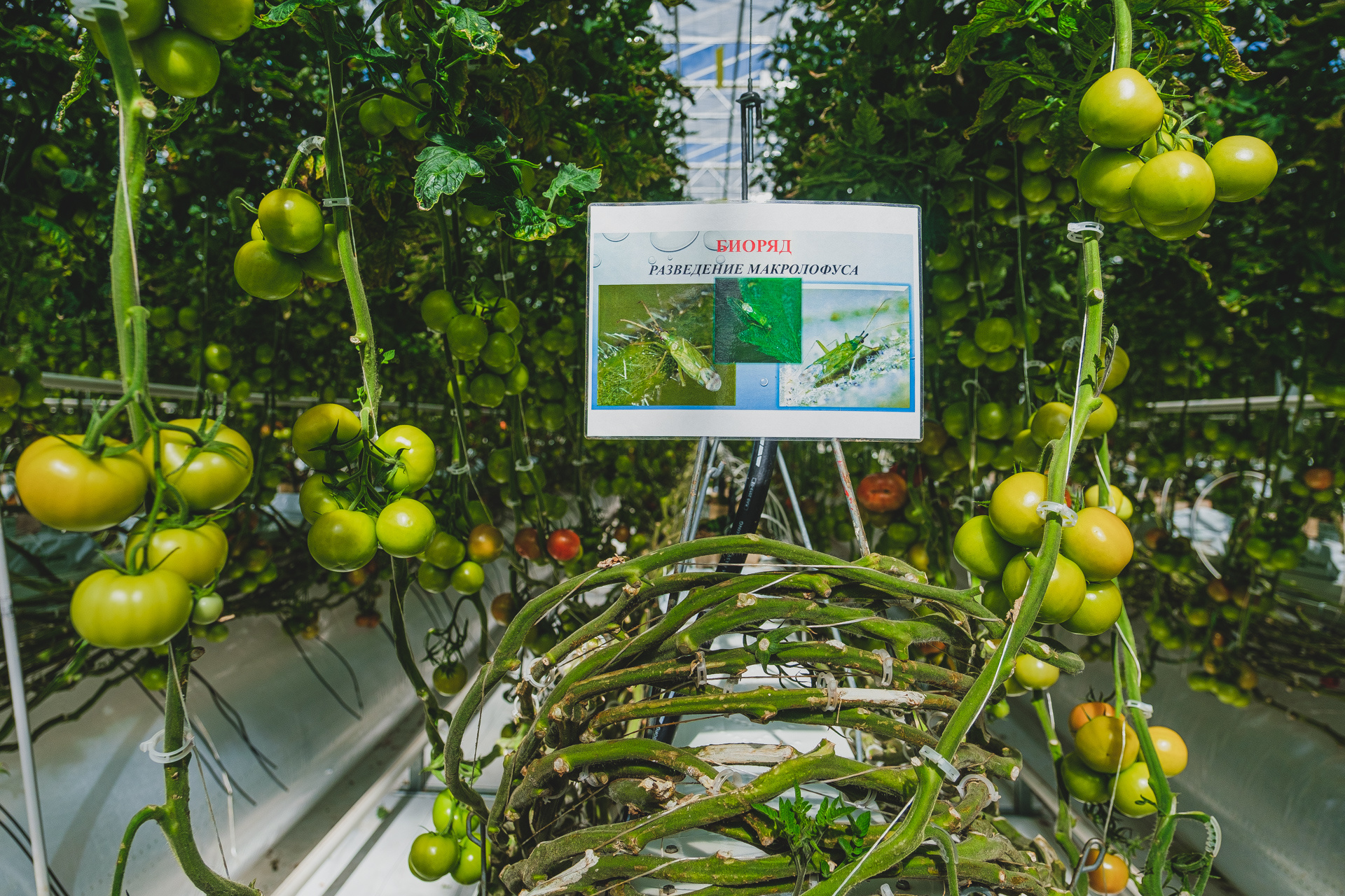 Для биологической защиты томатов разводят макролофусов: на одно растение в среднем приходится по 14 насекомых