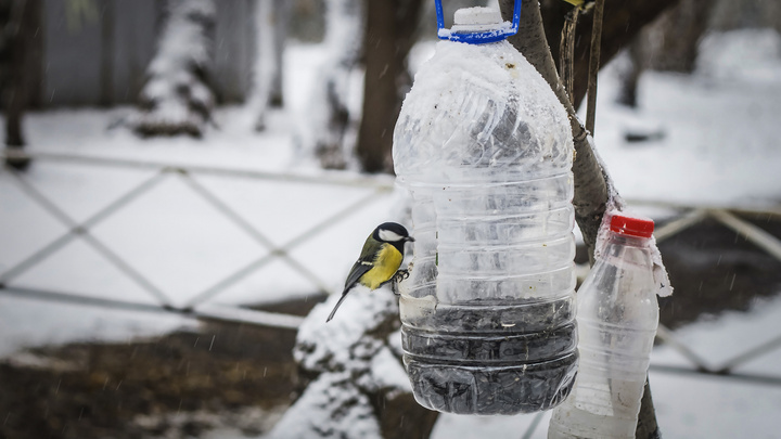 Топчите снег и кормите птиц: что забывают сделать садоводы в феврале