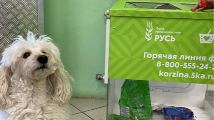 «Пятёрочка» поможет бездомным животным Челябинска