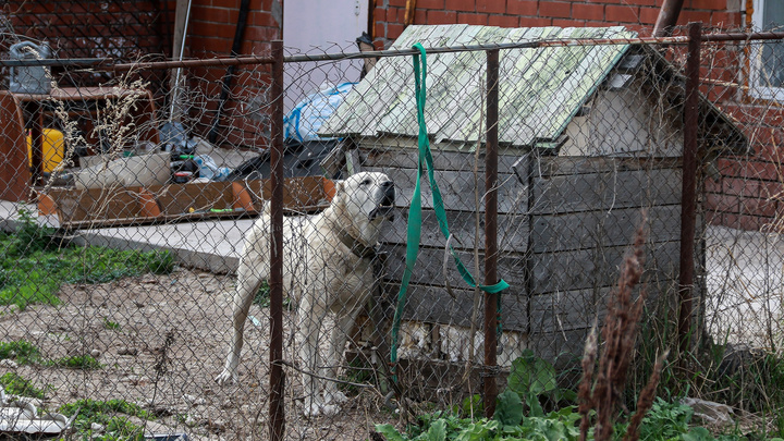 «Люди боятся, что самим будет нечего есть». Зоозащитники предупреждают о росте числа бездомных животных в Нижнем Новгороде