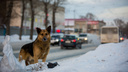 В Новосибирске на 30% выросли жалобы на бродячих собак, но уменьшилось количество отловленных