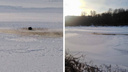 «Отталкивался одной ногой»: утка вмерзла в лед на реке Иня — инспектору пришлось искать лодку, чтобы ее спасти