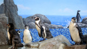 В нижегородский зоопарк «Лимпопо» прибыли четыре пингвиненка Гумбольдта