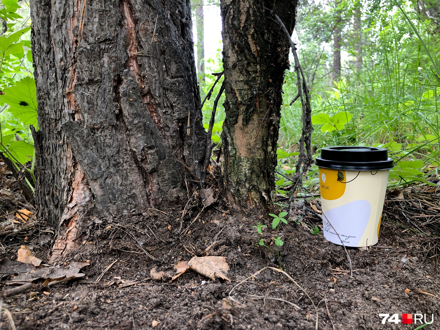 Брюзжать буду. Каким остолопом надо быть, чтобы притащить в лес кофе и оставить стаканчик?