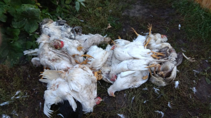 «Напали на детей, придушили 150 куриц»: в Ярославской области стая собак терроризирует целый город