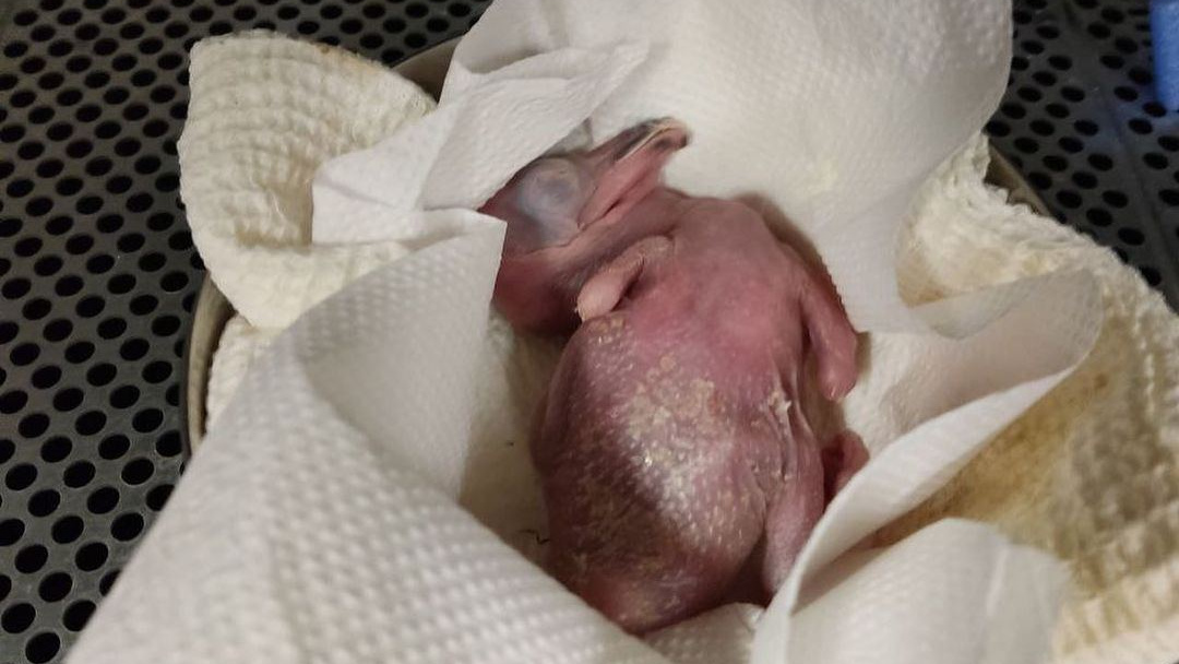 В московском зоопарке записали первые минуты жизни птенца розового пеликана