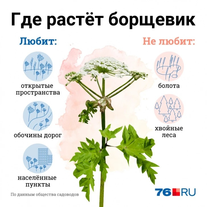Борщевик вызывает ожоги 2–3-й степени Борщевик вызывает ожоги 2–3-й степени