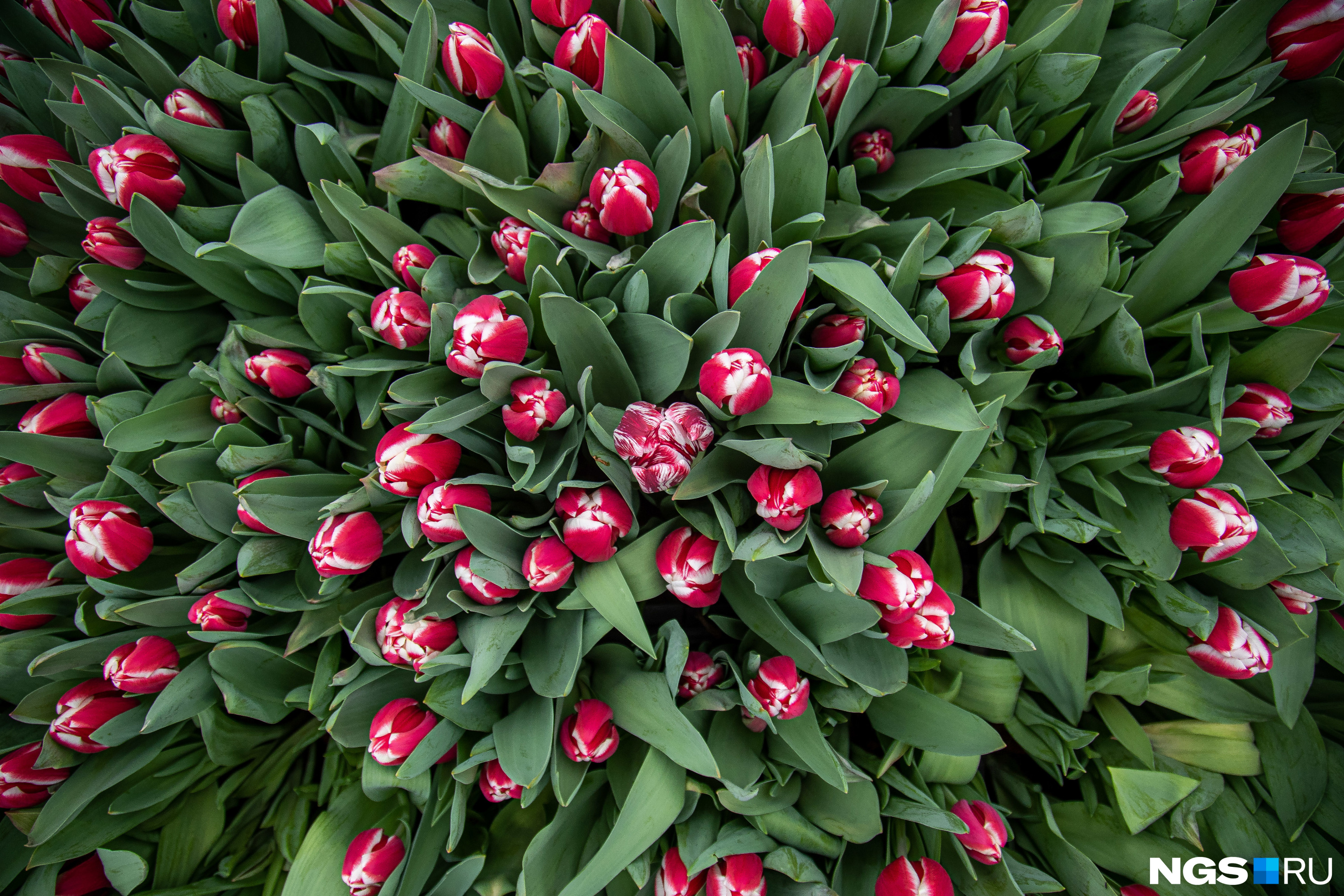 Сколько можно вырастить тюльпанов на 1 м2. Тюльпаны растут. Всходы тюльпанов. Выращивание тюльпанов. Как растут тюльпаны.