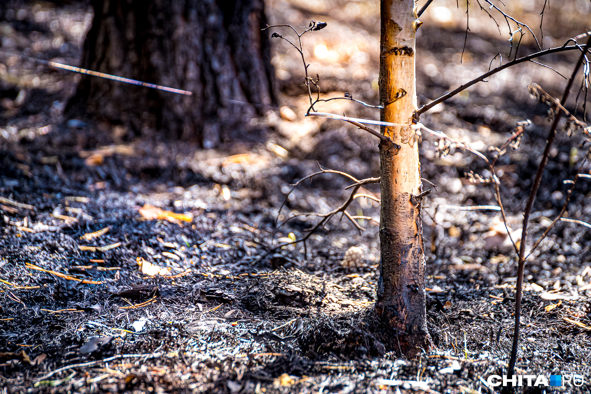 Два крупных лесных пожара произошли в Забайкалье с начала года