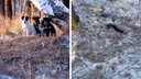 «Раздроблен череп и отрезаны хвосты»: в Красноярском крае нашли изуродованные тела щенков