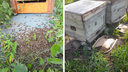 После гибели миллионов пчел Минприроды начнет разрабатывать меры для предотвращения массовых смертей насекомых