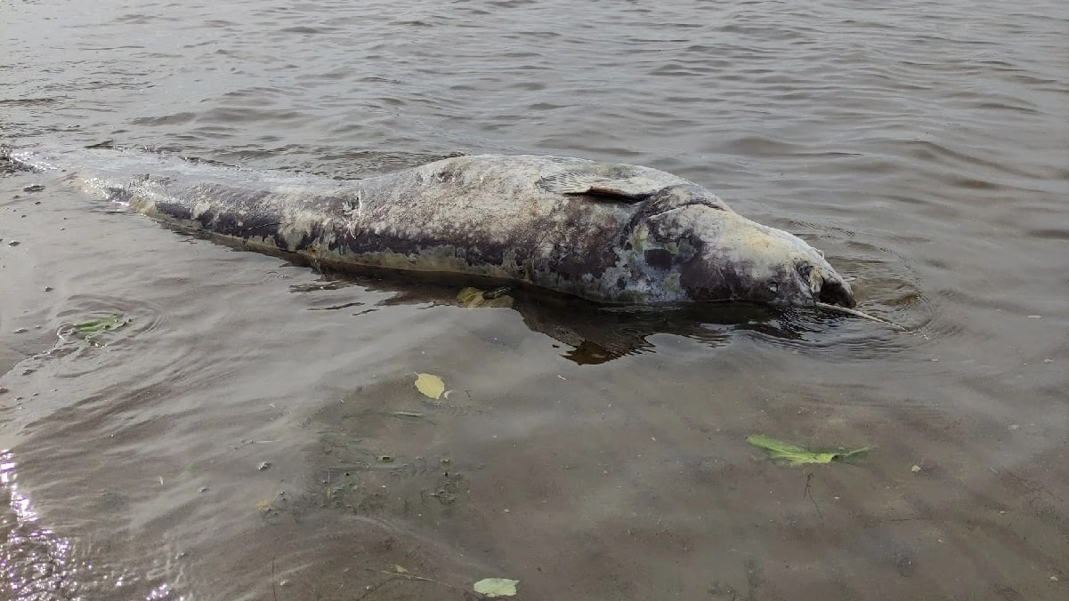 В Самаре на берег выбросило огромную мертвую рыбу