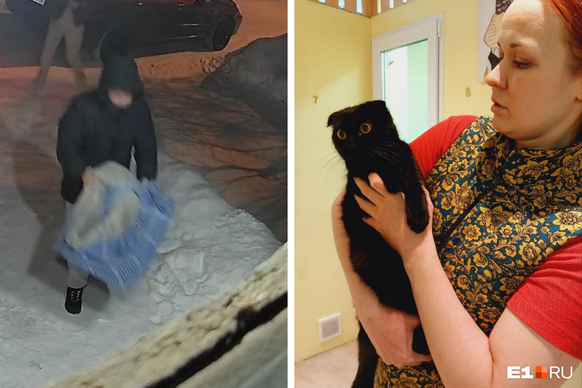 «Оставил на морозе и свалил»: в Екатеринбурге парень на Mitsubishi подкинул к дверям зоогостиницы домашних кошек