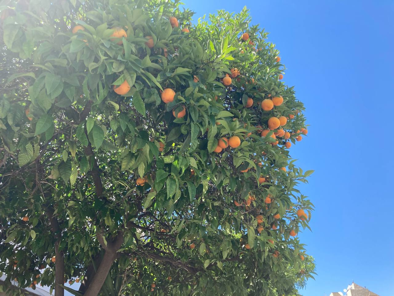 Также не редки на Кипре апельсиновые и лимонные деревья