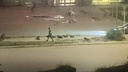 «Это постоянно происходит»: под Волгоградом нападение собаки на человека попало на видео
