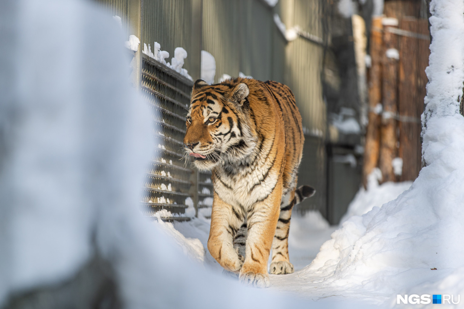 Тигр прогуливается по своим владениям