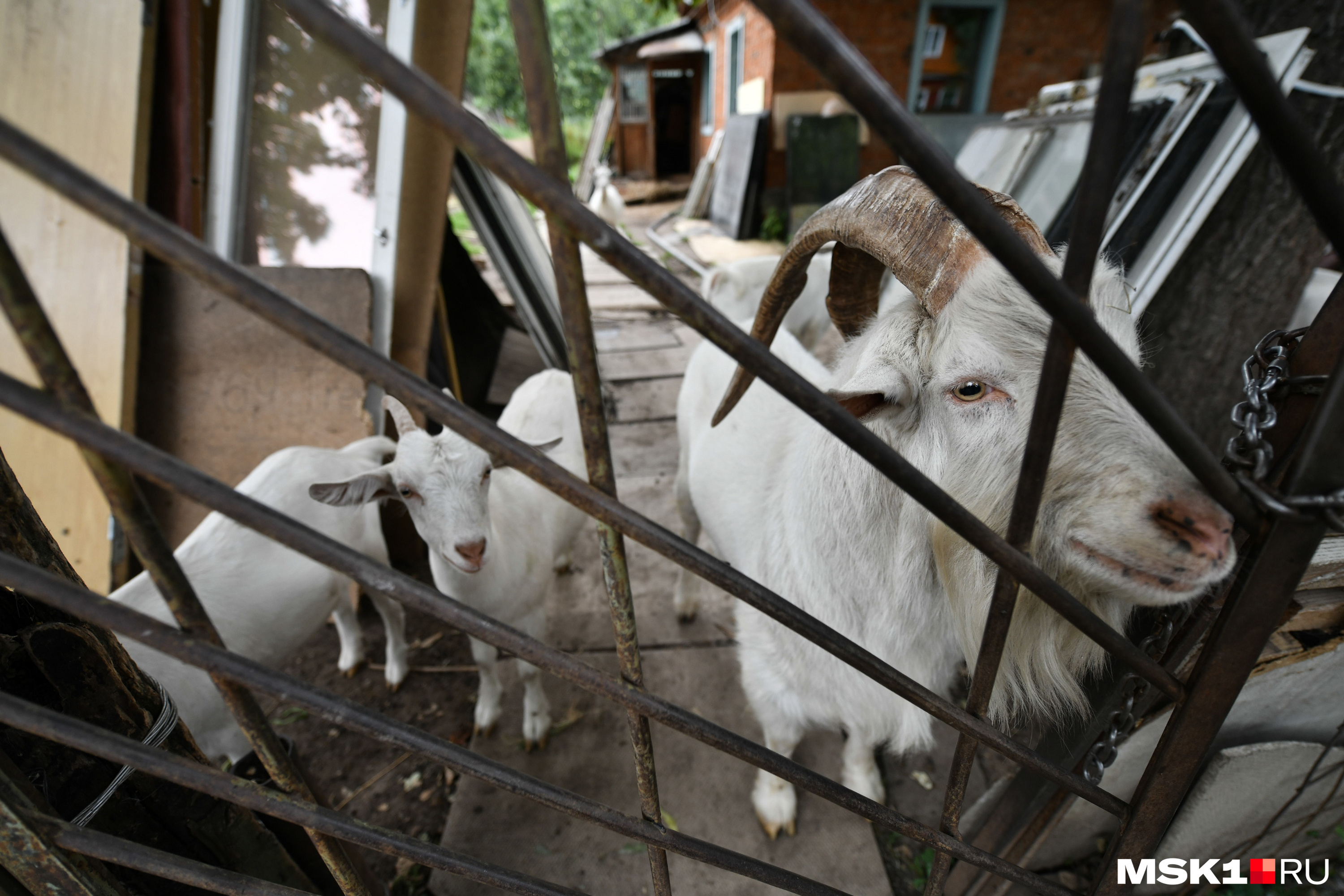 Где живут козлы. Козы в Бутово. Козы в Южном Бутово. Скачут козлят. Козы в Южном Бутово фото.
