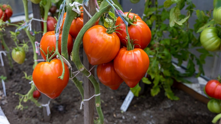 В Минусинске запускают томатные туры для туристов в помидорную столицу края