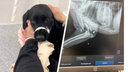 «Услышали два хлопка и визг»: под Новосибирском неизвестный открыл стрельбу по собаке — щенок в реанимации