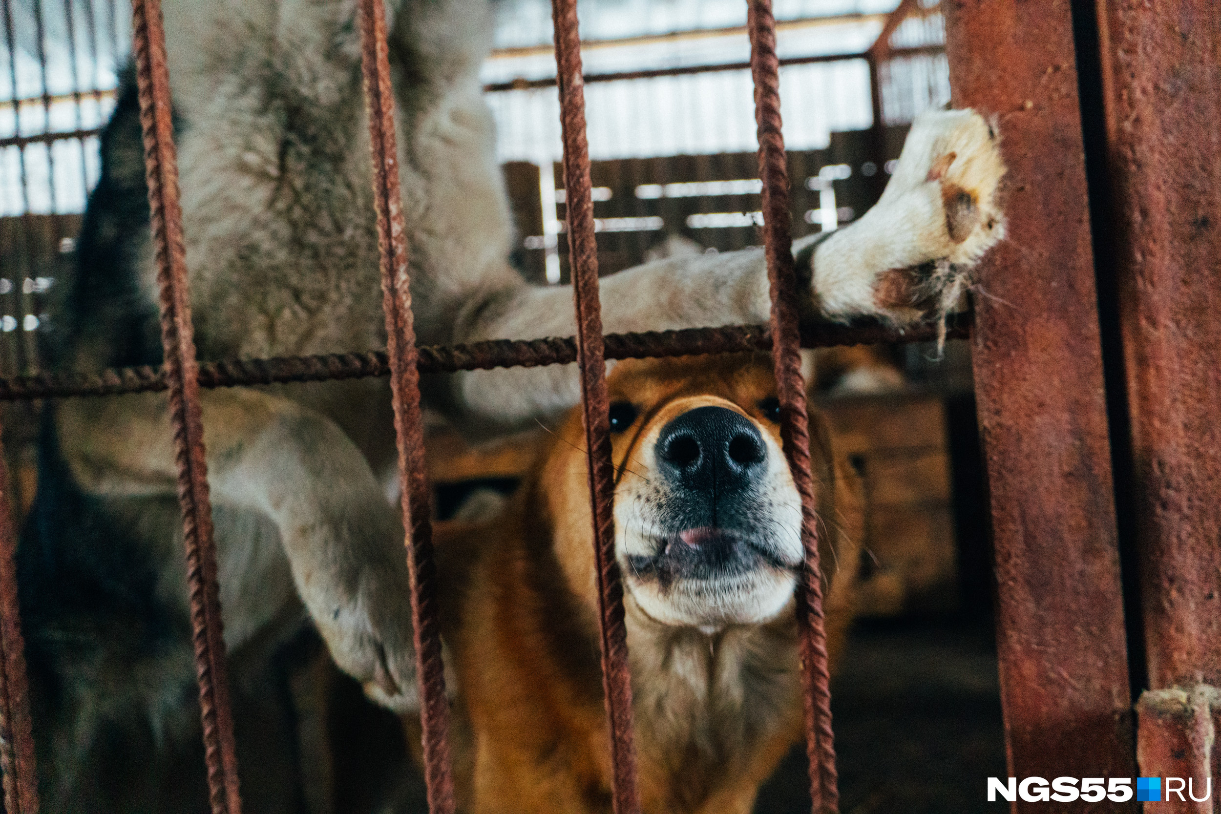 Отловщики поймали 61 собаку в Чите за сутки — это новый рекорд