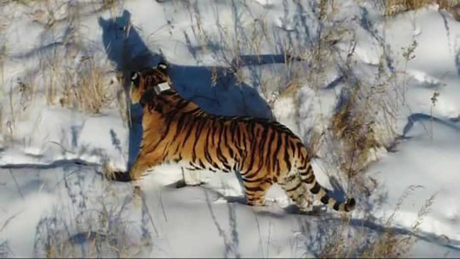 Одинокая тигрица дефилировала перед погранзаставой в Амурской области. У неё известное женское имя