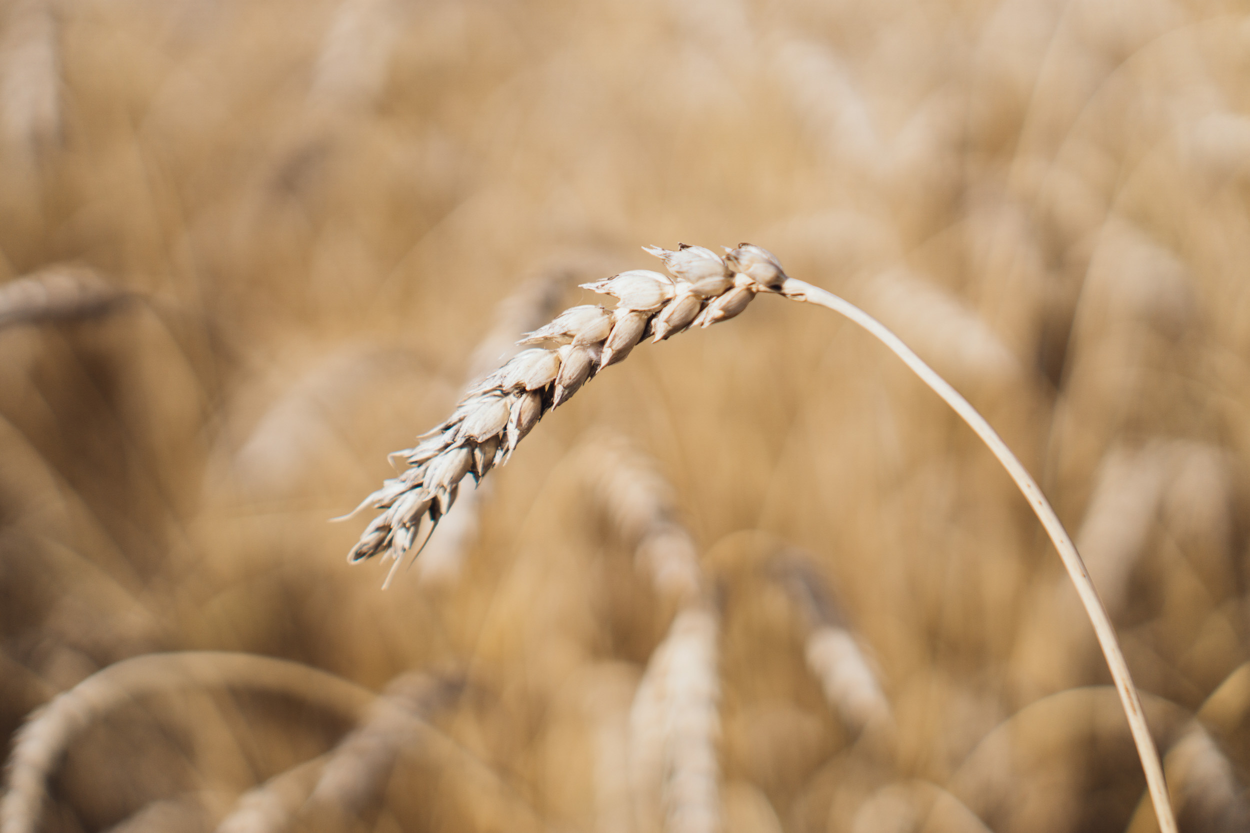 Экспорт в Китай зерна через Забайкальск достиг 1 миллиона тонн в год