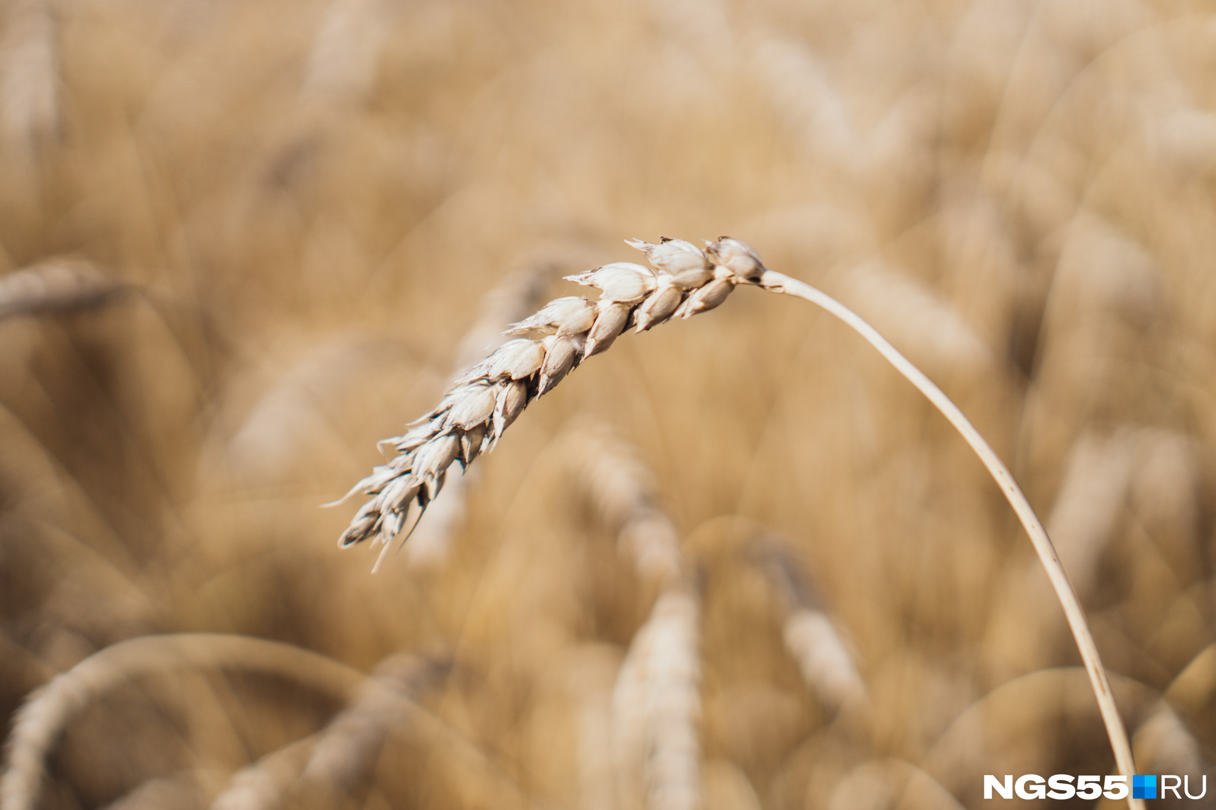 Зерновые оказались на пороге гибели в ряде районов Забайкалья из-за засухи