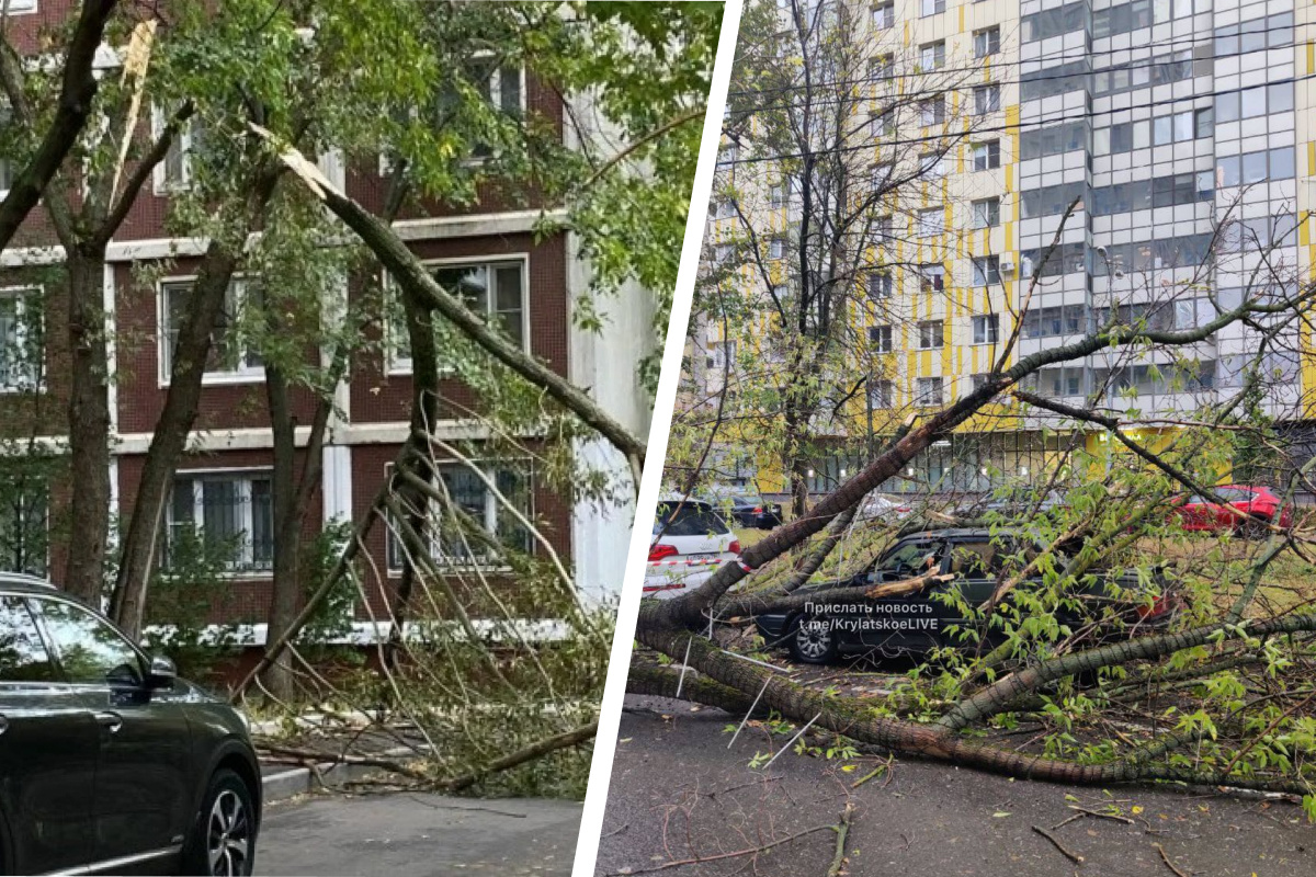 Ураган в москве 5 июля 2024 года. Поваленное дерево в лесу. Ураган в Москве. Ураган в Москве сейчас. Ураган в Москве вчера.