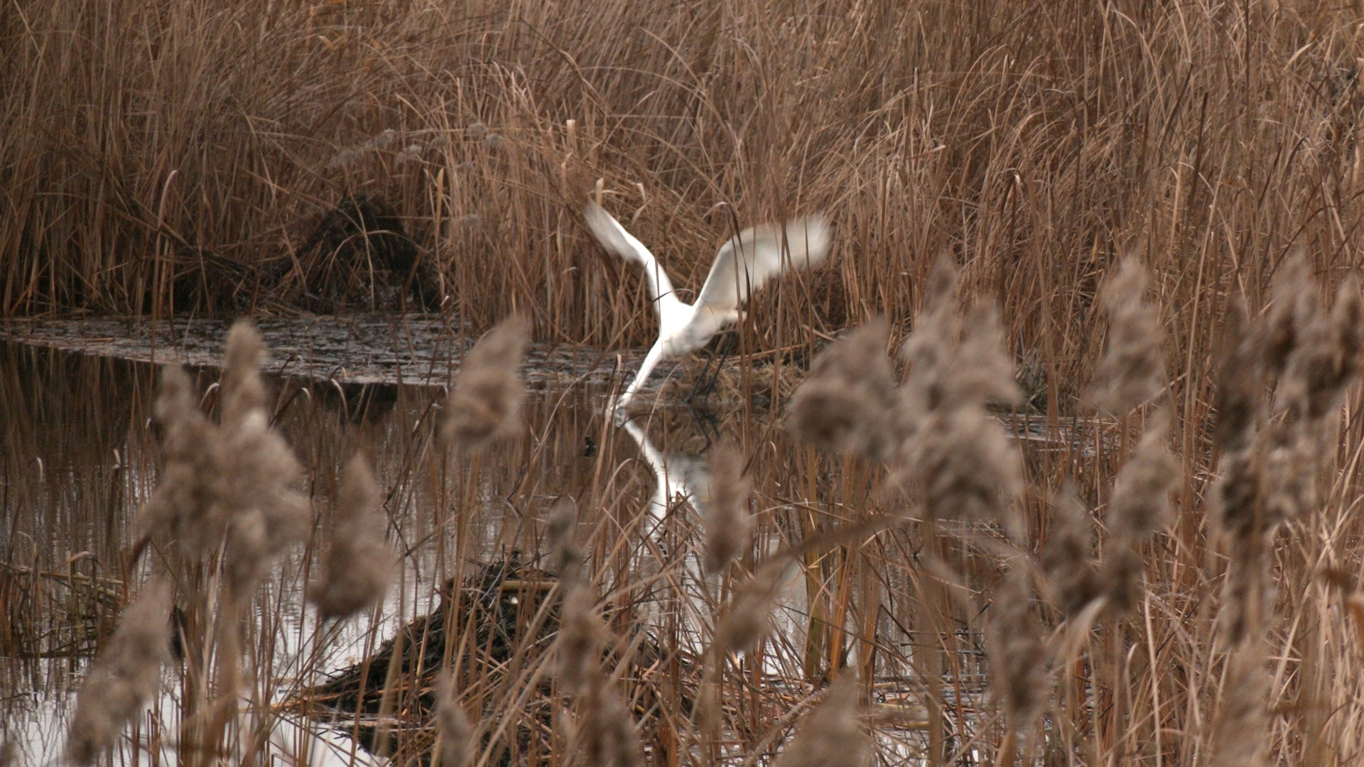 Огромная белая птица прячется в тростниках у Кронштадта