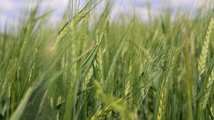 «Звезды сошлись»: эксперт рассказал, повлияла ли засуха на урожай в Татарстане
