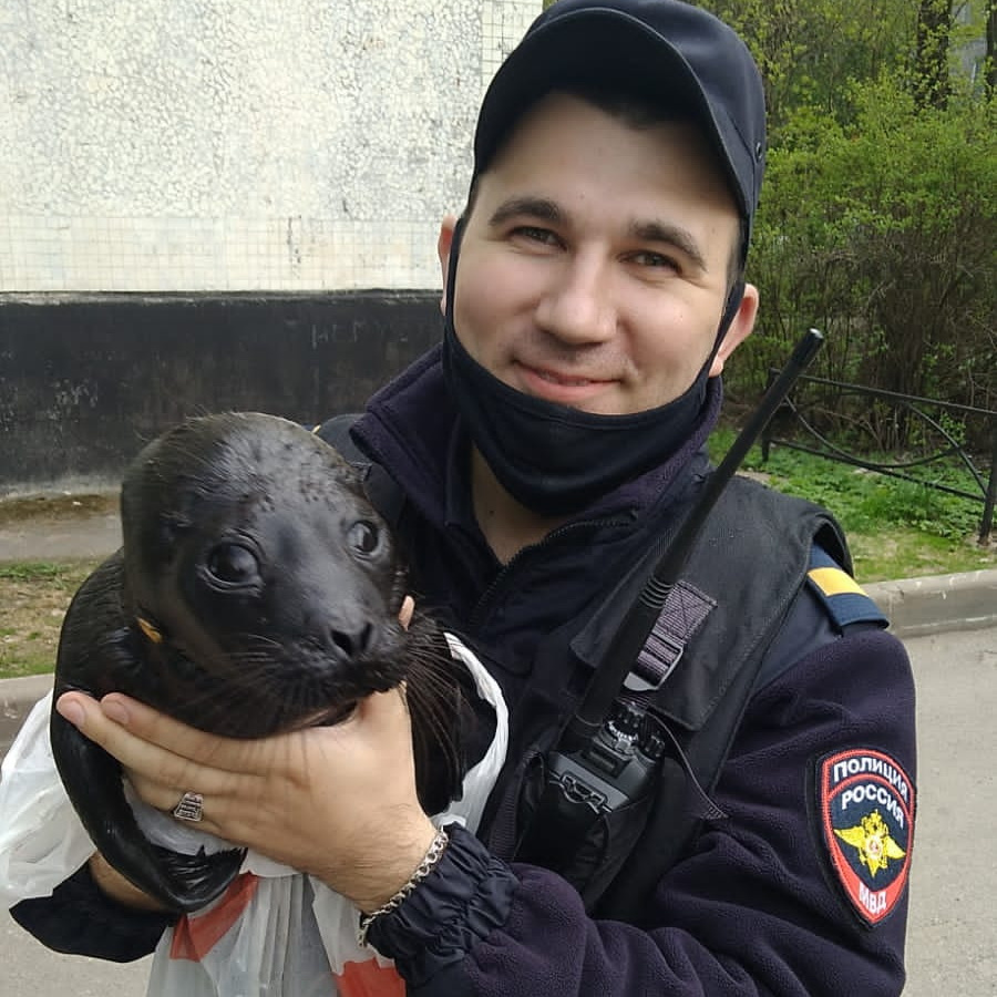 В Петербурге отбили у чаек маленького нерпенка. Сейчас он среди друзей - 18  мая 2022 - ФОНТАНКА.ру